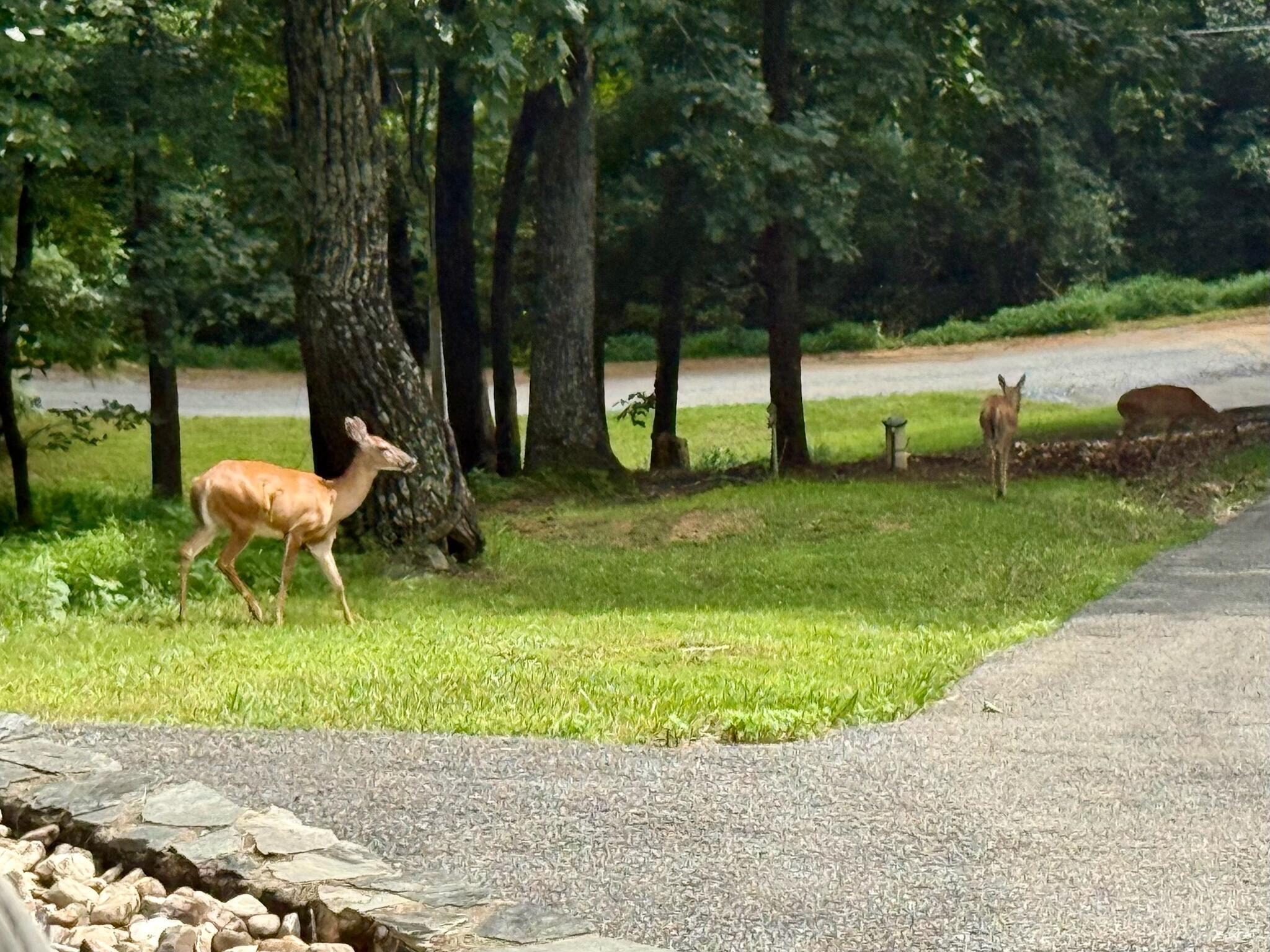 1311 Walnut Shell Drive Vinton, VA 24179 - Photo 60 of 61 Wild Life