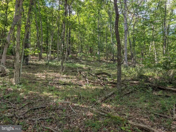 a view of a forest with trees in the background