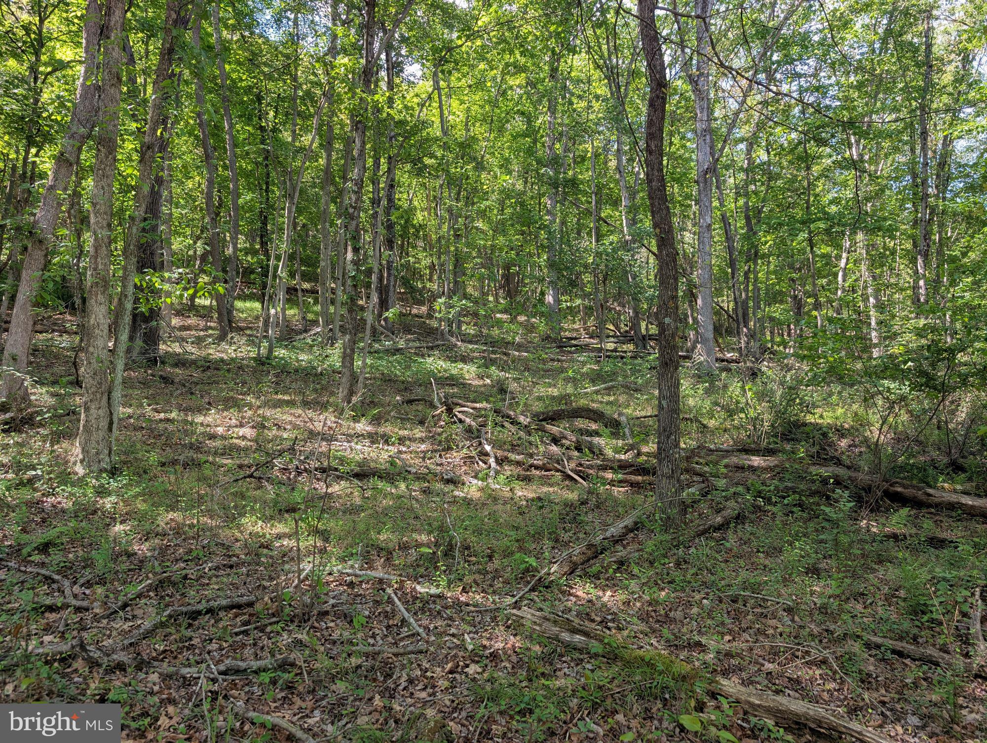 301 Bottom Road Great Cacapon, WV 25422 - Photo 1 of 11 a view of a forest with trees in the background