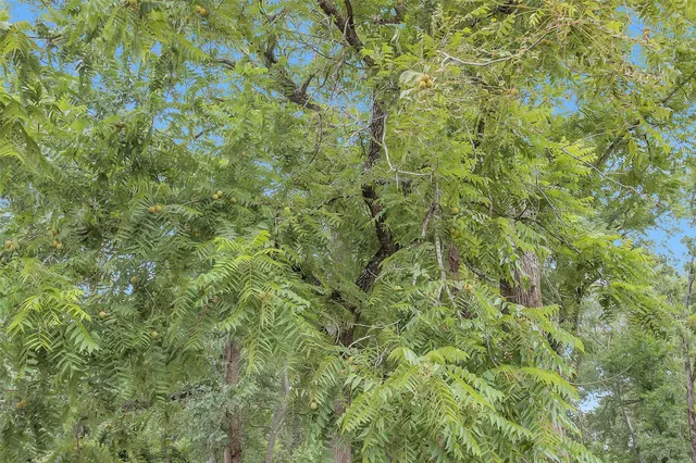 a view of a field with trees