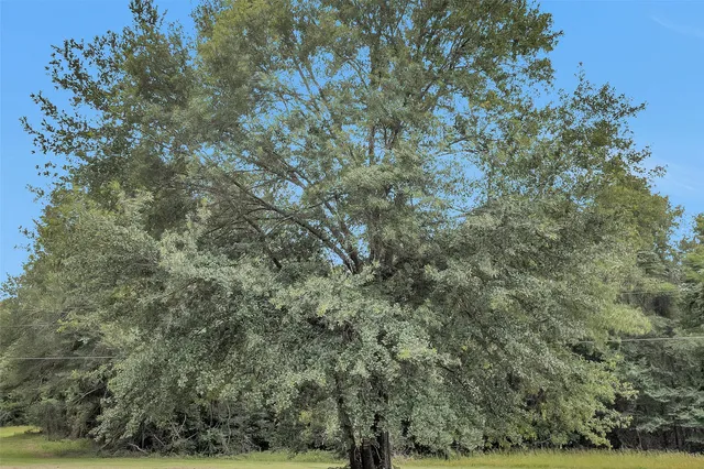 a view of a field with trees