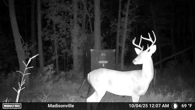 a view of a yard with a trees