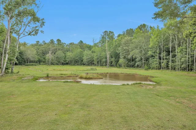 a view of a forest with a street