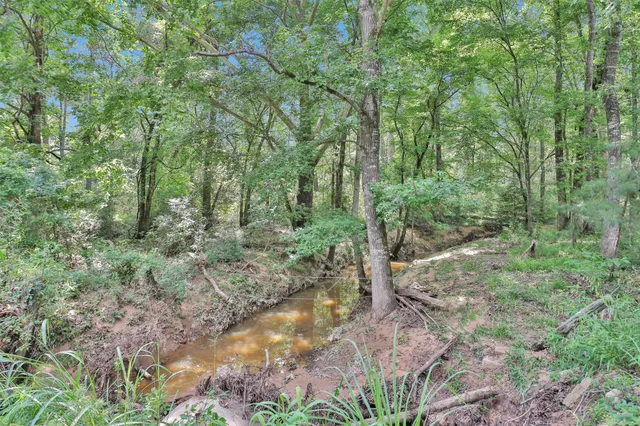 a view of a forest with a lake