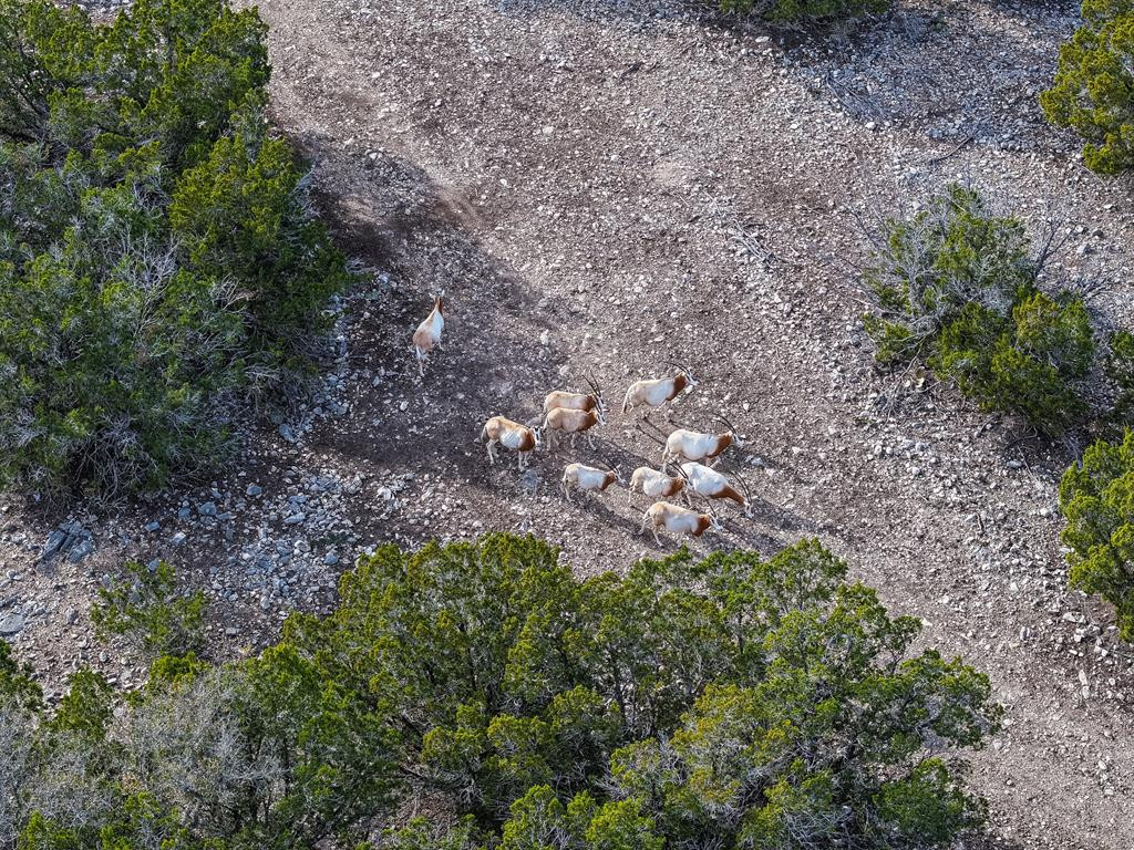 4603 County Road Roosevelt, TX 76874 - Photo 26 of 31 Photo 26