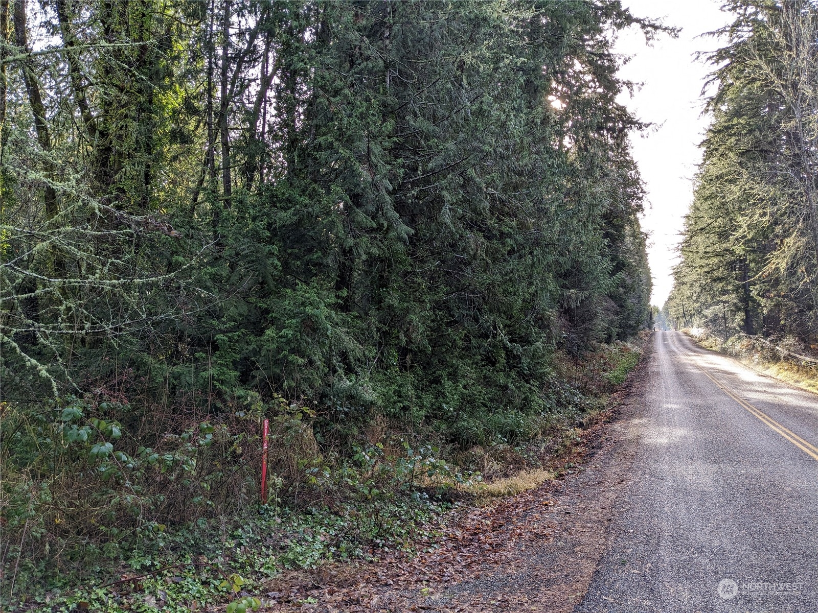 0 72nd Street Southwest Longbranch, WA 98351 - Photo 4 of 20 a view of a forest filled with trees