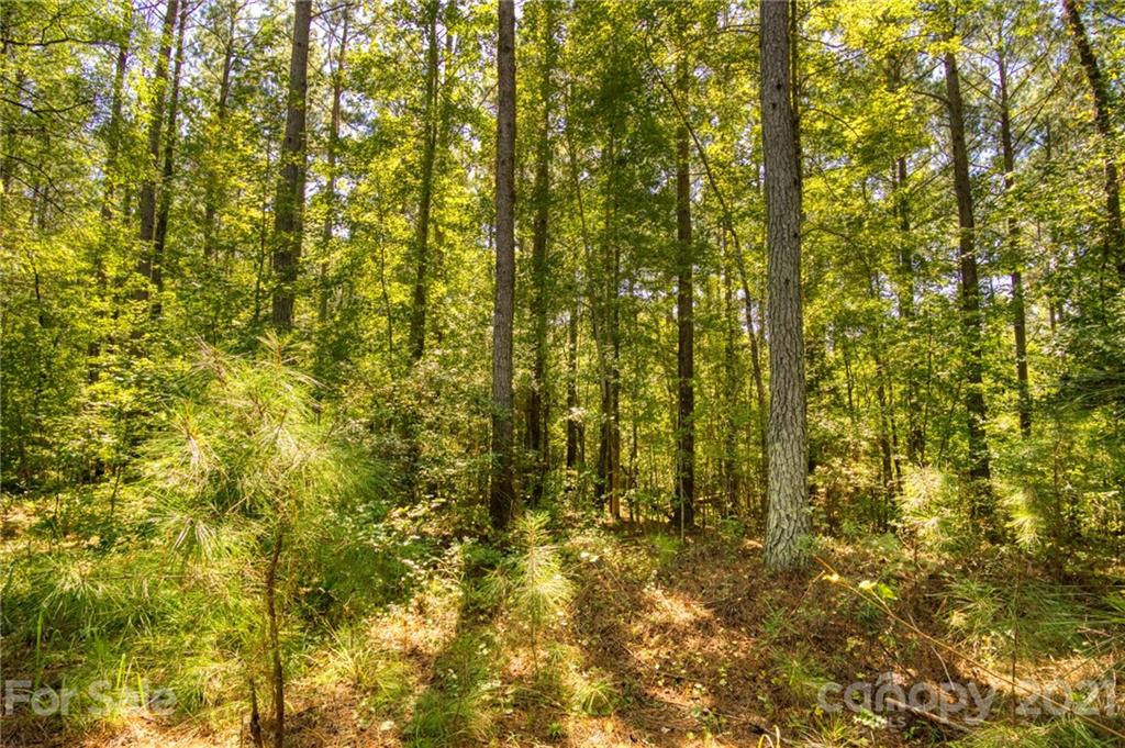 6379 Chimney Bluff Road Lancaster, SC 29720 - Photo 9 of 44 Gallery Image 9