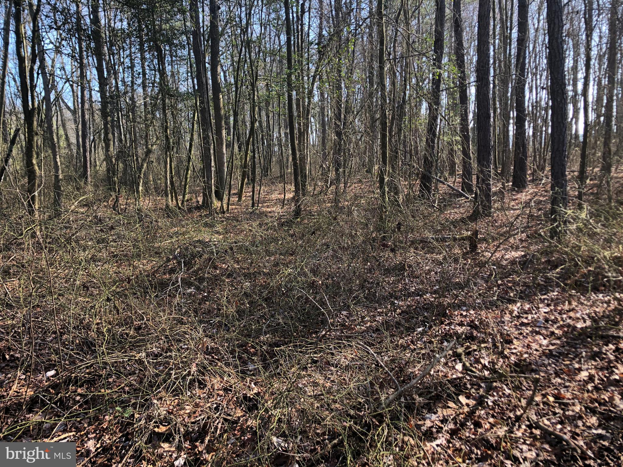33793 East Line Road Delmar, MD 21875 - Photo 26 of 44