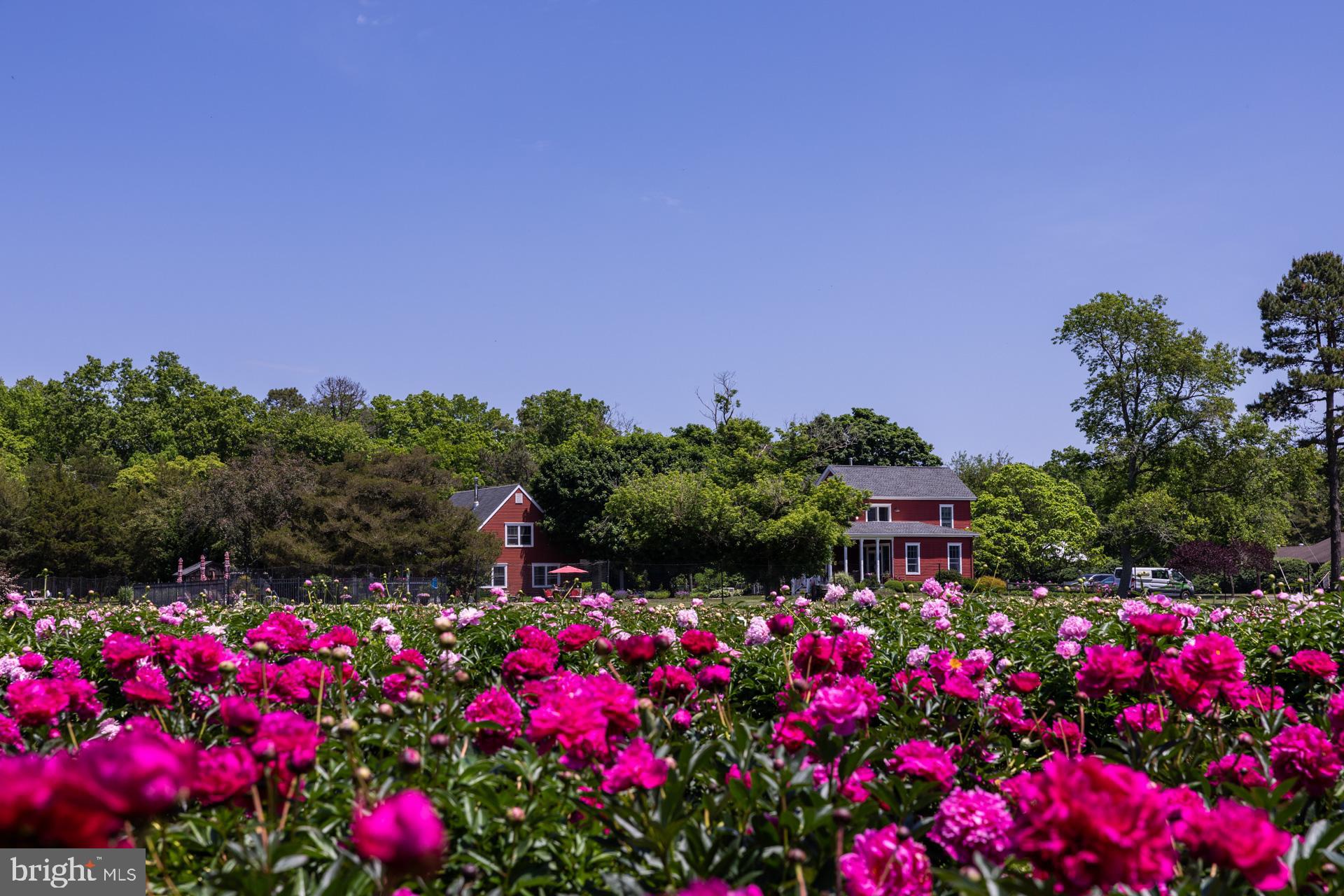 550 Hands Mill Road Woodbine, NJ 08270 - Photo 8 of 57 a view of a lot of flowers