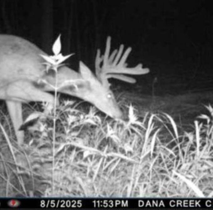 W17810 Eland Road Wittenberg, WI 54499 - Photo 18 of 86 Deer5