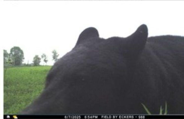 W17810 Eland Road Wittenberg, WI 54499 - Photo 19 of 86 Bear1