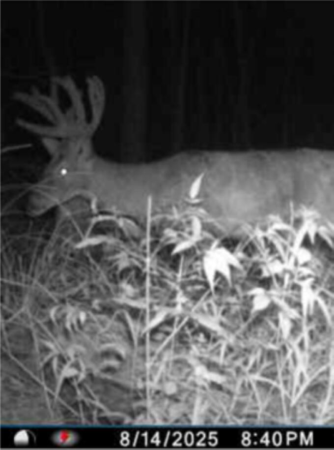 W17810 Eland Road Wittenberg, WI 54499 - Photo 21 of 86 Deer1