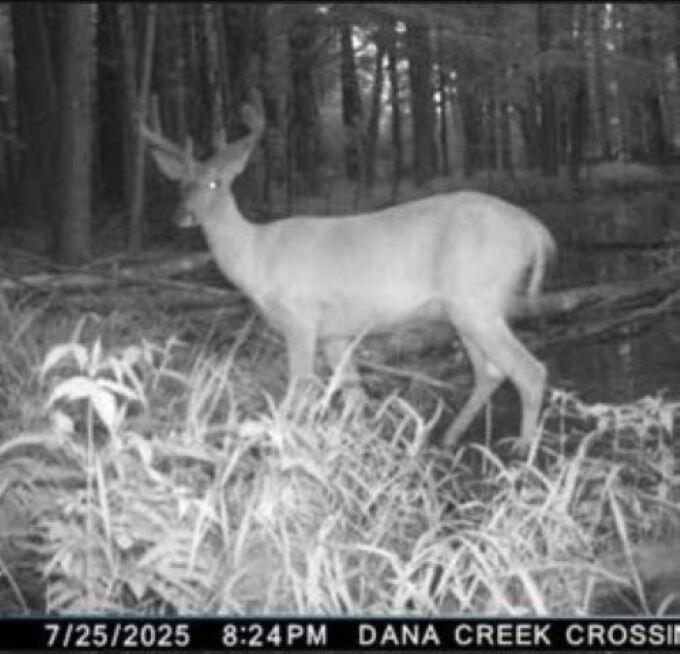 W17810 Eland Road Wittenberg, WI 54499 - Photo 23 of 86 Deer3