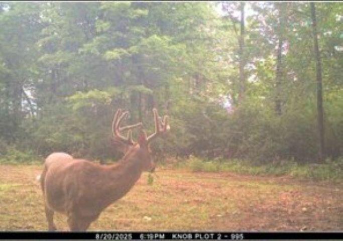 W17810 Eland Road Wittenberg, WI 54499 - Photo 24 of 86 Deer4