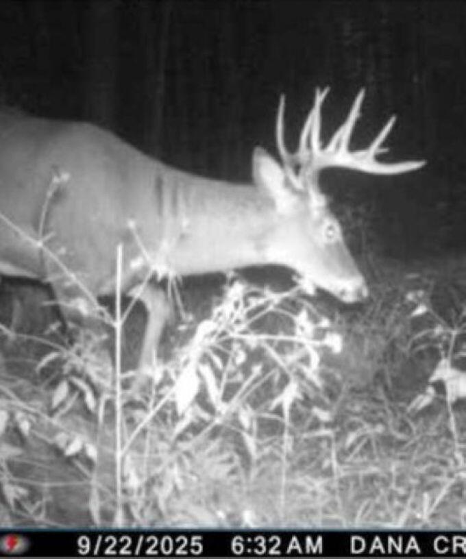 W17810 Eland Road Wittenberg, WI 54499 - Photo 27 of 86 Deer8