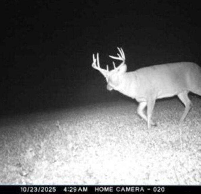 W17810 Eland Road Wittenberg, WI 54499 - Photo 28 of 86 Deer11