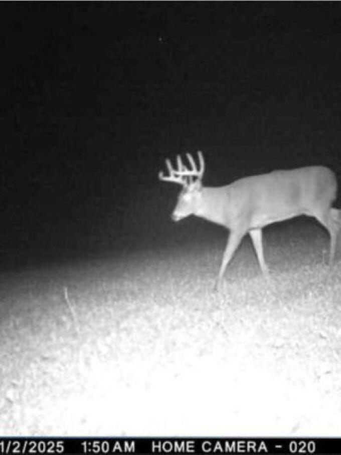 W17810 Eland Road Wittenberg, WI 54499 - Photo 29 of 86 Deer12