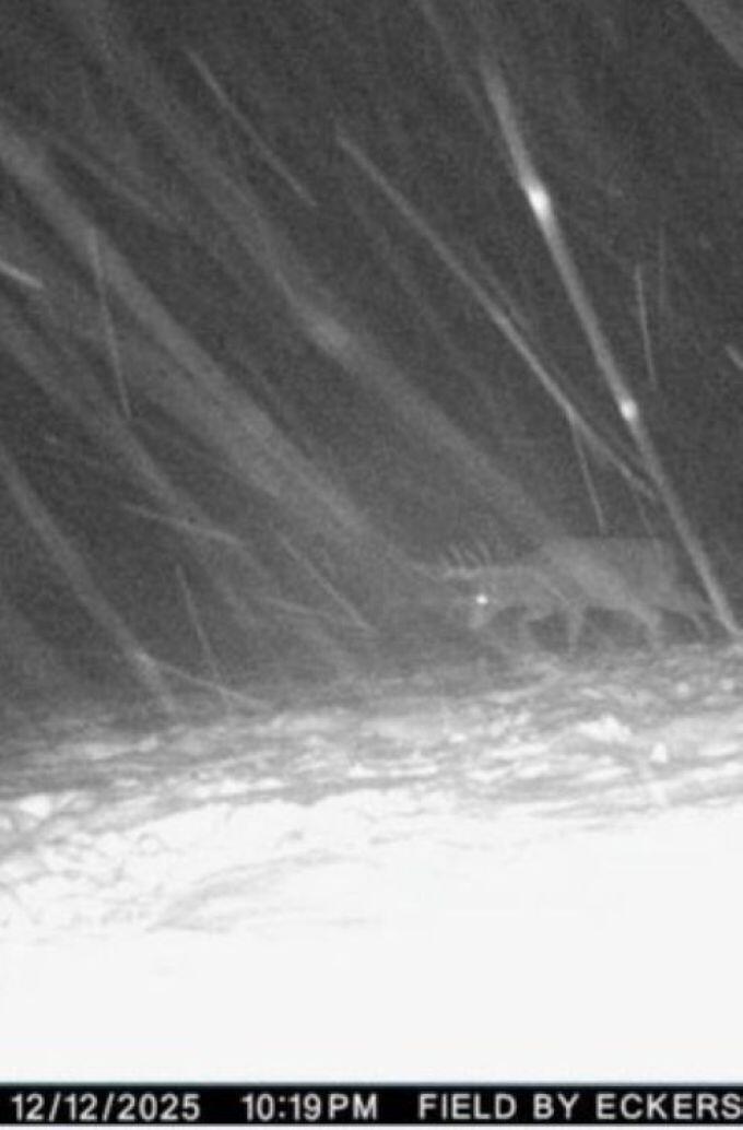 W17810 Eland Road Wittenberg, WI 54499 - Photo 30 of 86 Deer13