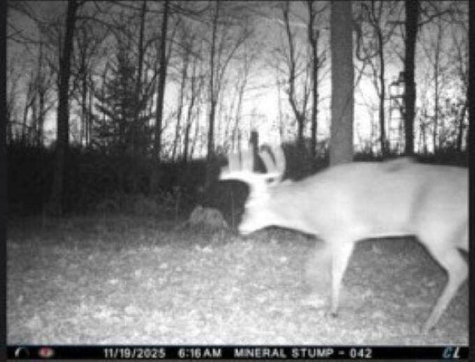 W17810 Eland Road Wittenberg, WI 54499 - Photo 31 of 86 Deer14