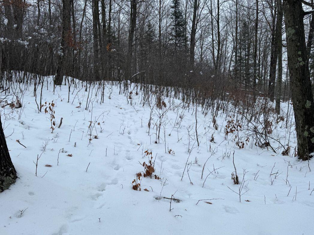 W17810 Eland Road Wittenberg, WI 54499 - Photo 49 of 86 IMG_7612