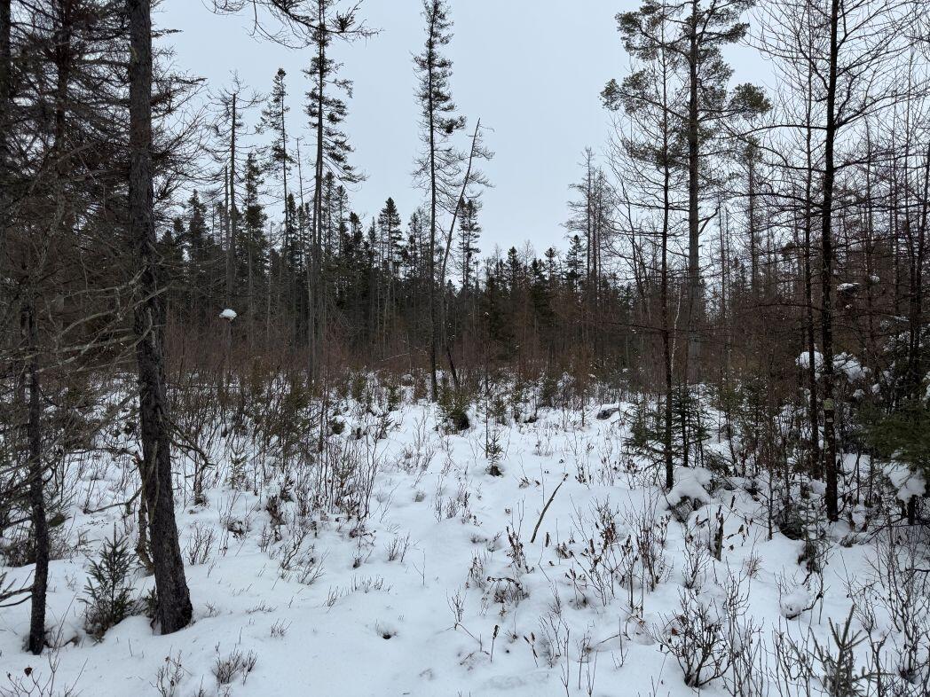 W17810 Eland Road Wittenberg, WI 54499 - Photo 59 of 86 IMG_7637