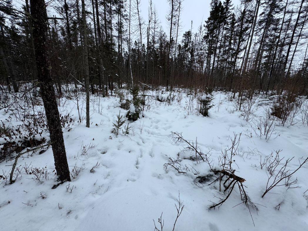 W17810 Eland Road Wittenberg, WI 54499 - Photo 60 of 86 IMG_7639