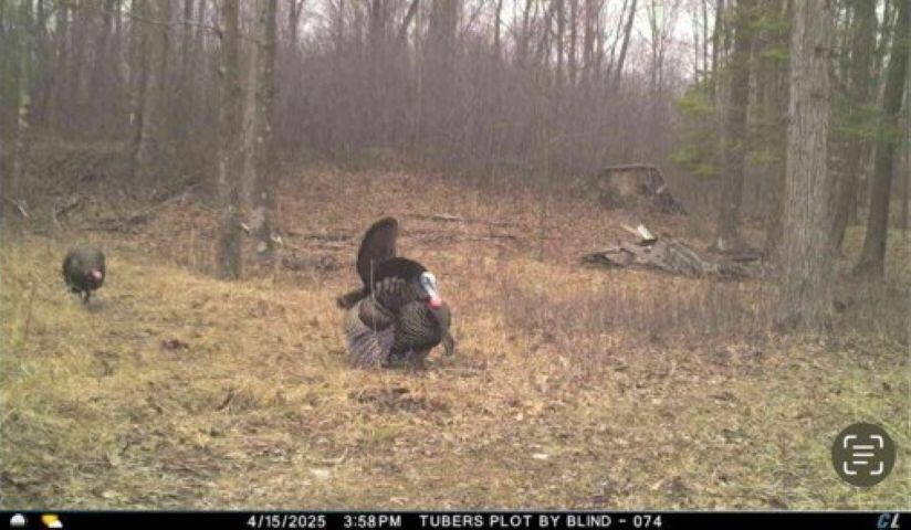 W17810 Eland Road Wittenberg, WI 54499 - Photo 82 of 86 Turkey1