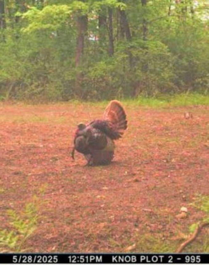 W17810 Eland Road Wittenberg, WI 54499 - Photo 83 of 86 Turkey2