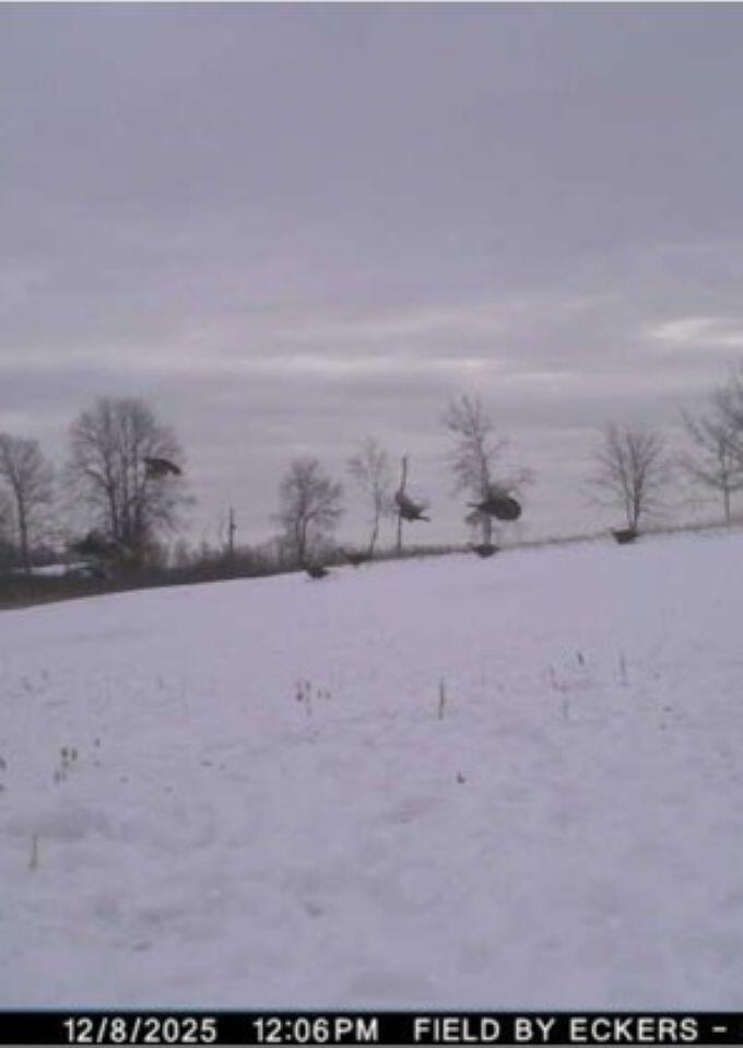 W17810 Eland Road Wittenberg, WI 54499 - Photo 84 of 86 Turkey3