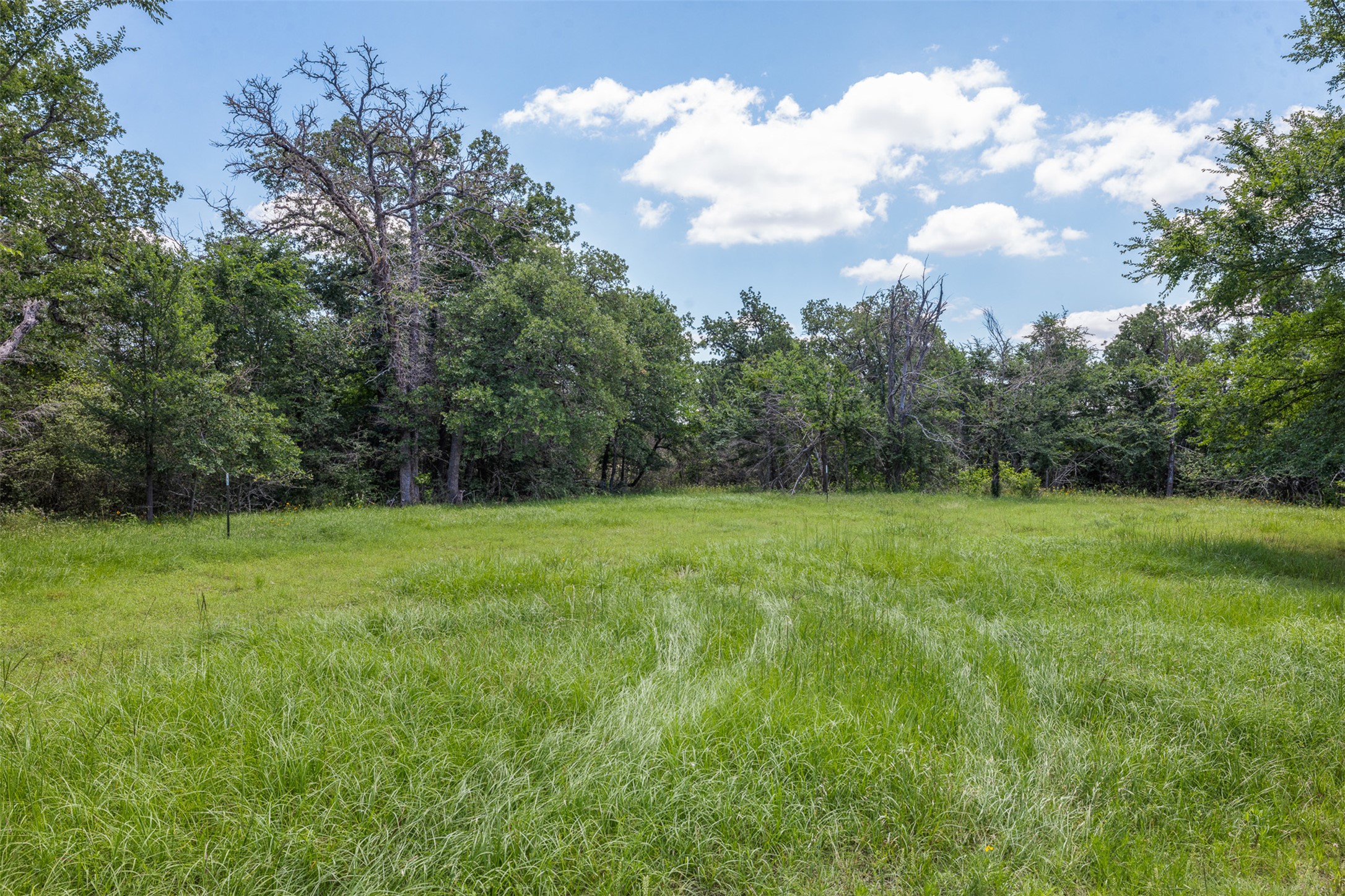 1004 22 Hills Road Gause, TX 77857 - Photo 12 of 37 A verdant, open field provides a tranquil setting, bordered by a dense woodland backdrop under a bright sky.