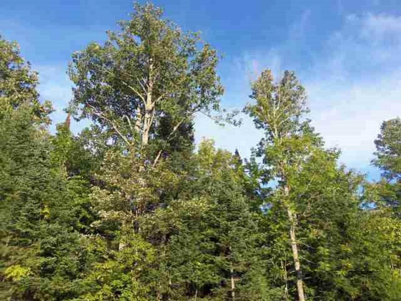 Lot 1 Weber Road Mercer, WI 54547 - Photo 7 of 22 Gallery Image 7