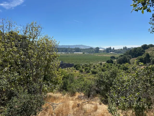 a view of a green field with lots of bushes