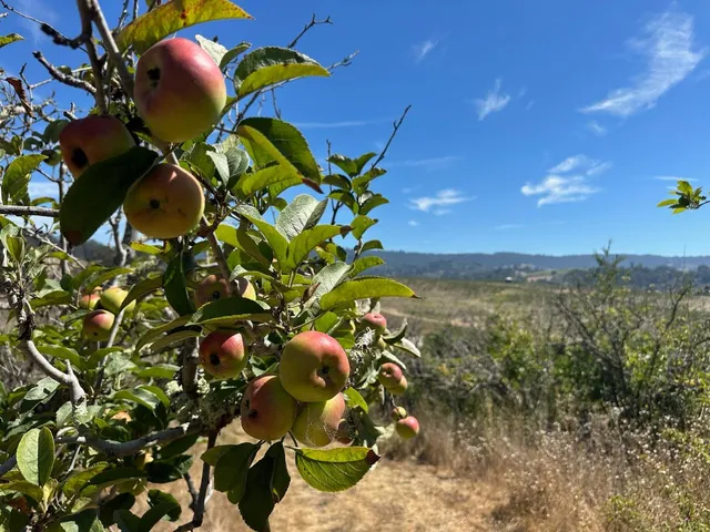 a view of a field with plants and trees