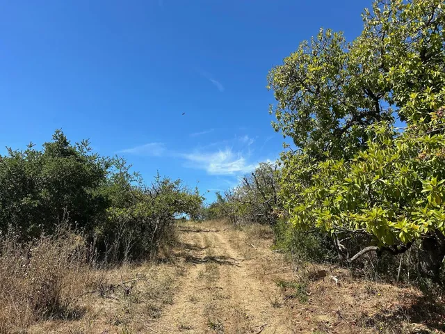 a view of a dirt yard with a large tree