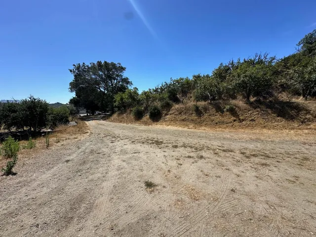 a view of a tree in a yard
