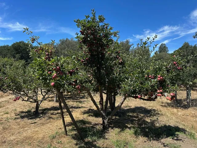 a view of a tree with a plant in front of it