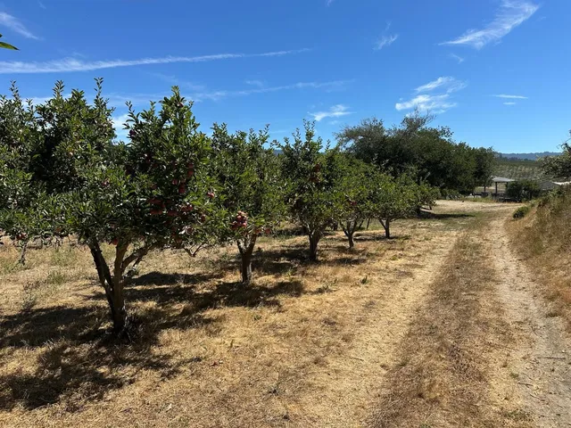 a picture of flowers