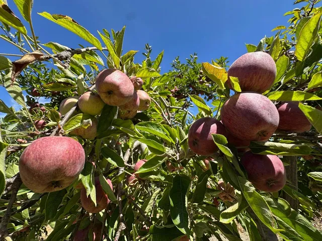 a view of backyard with mountain view