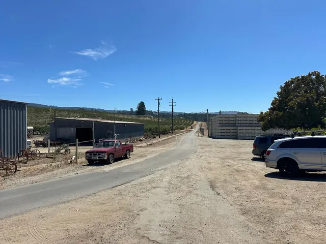a view of a dry yard with a tree