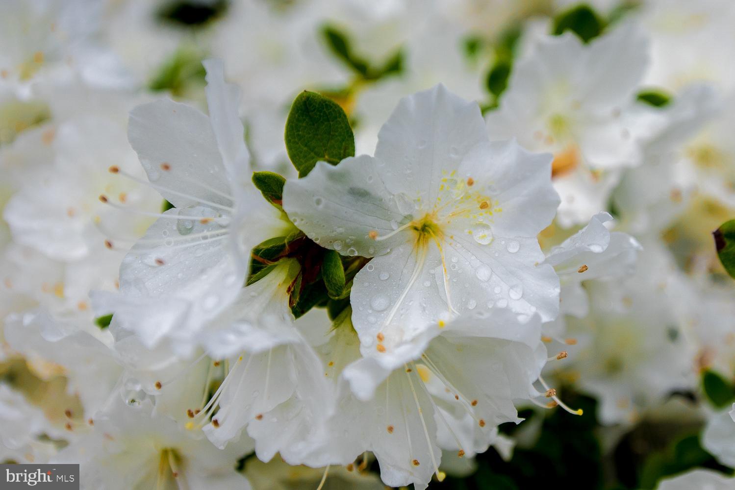 5 Liberte Lane Chesterbrook, PA 19087 - Photo 27 of 27