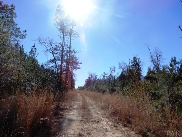 2500-blk Wolf Log Road Flomaton, AL 36441 - Photo 12 of 32