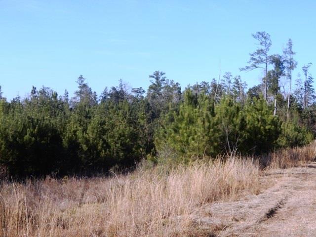 2500-blk Wolf Log Road Flomaton, AL 36441 - Photo 4 of 32