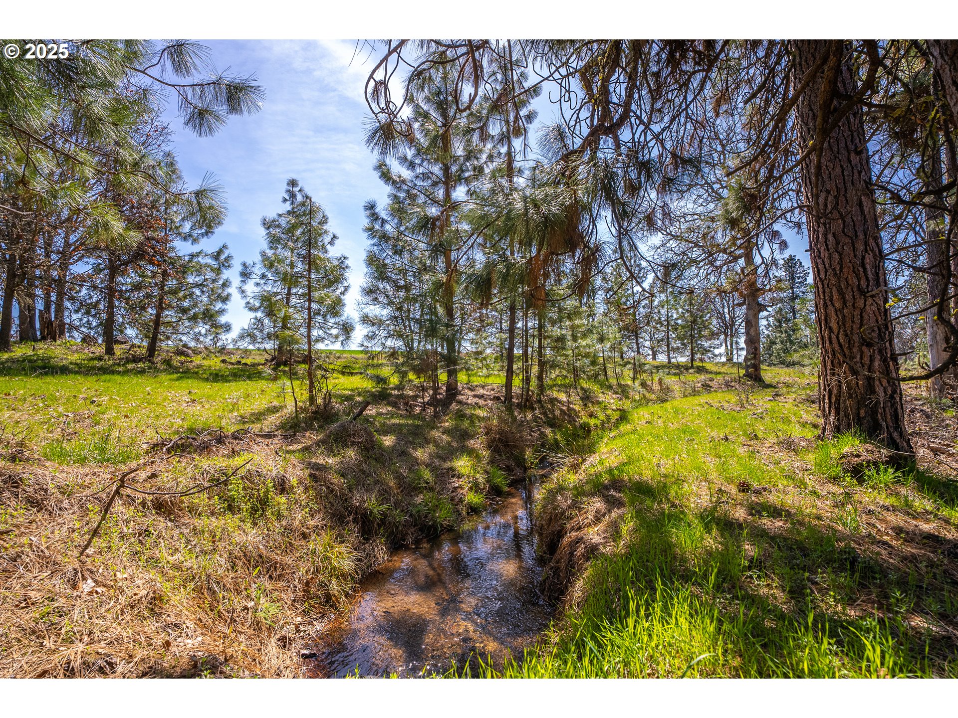 a view of a yard with swimming pool