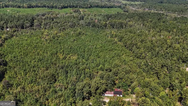 a view of a yard in a forest