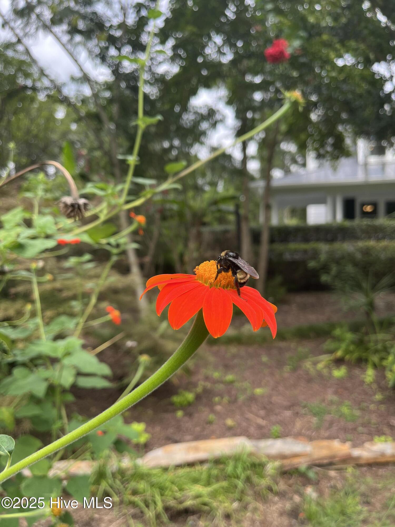 318 Buccaneer Road Wilmington, NC 28409 - Photo 63 of 64 IMG_6040