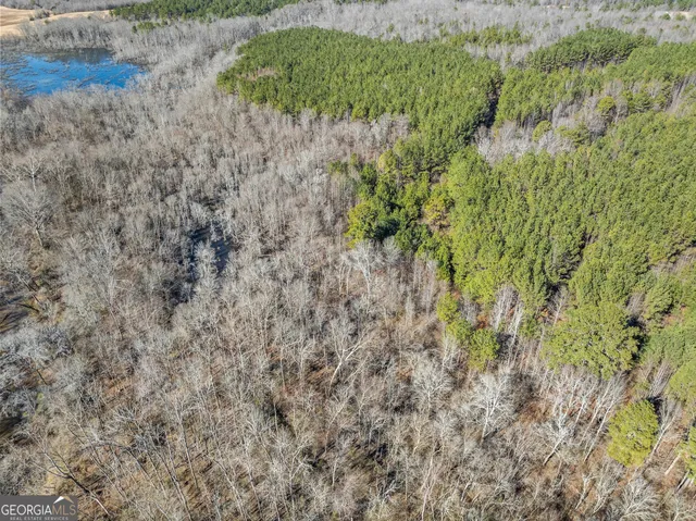 a view of a forest with a tree
