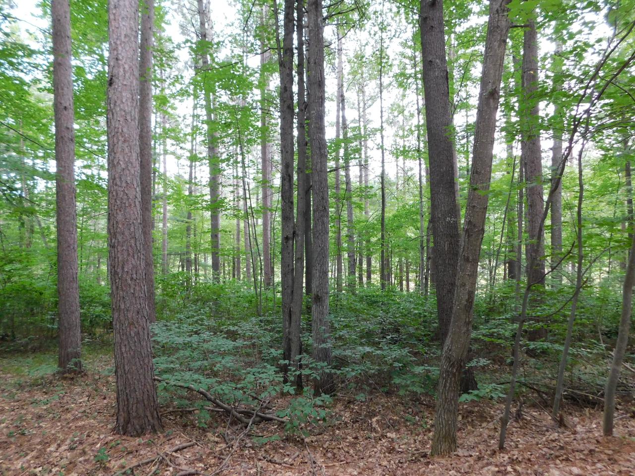 N11697 Cottage Road Tomahawk, WI 54487 - Photo 21 of 22 Gallery Image 21