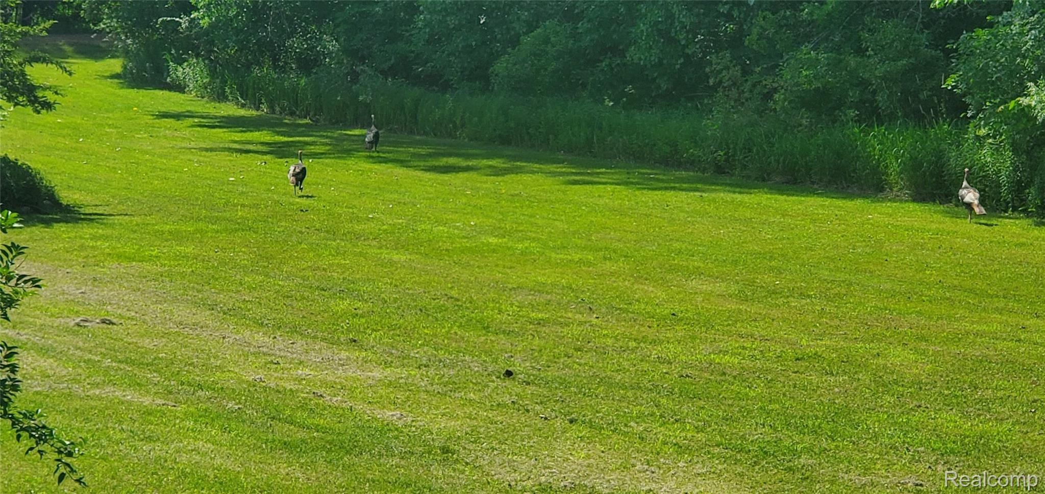 7210 North Gregory Road Fowlerville, MI 48836 - Photo 30 of 38 Surrounded by wild life. Wild turkeys in your front yard