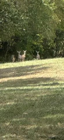 $899,000 | 0 John Donald Lane, Brush Creek, TN 38547