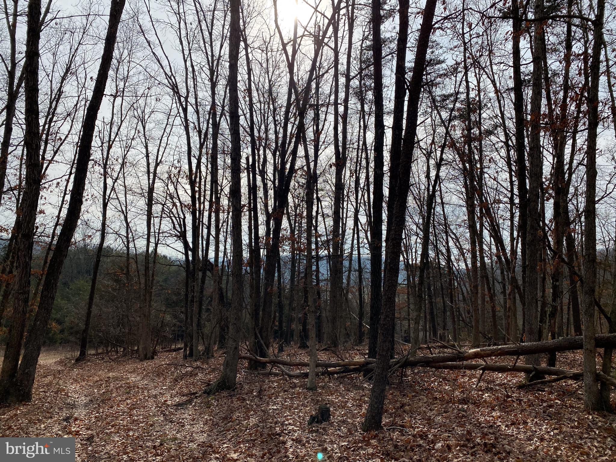 0 Senedo Rd Mount Mount Jackson, VA 22842 - Photo 13 of 30 a view of outdoor space with trees